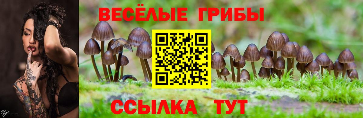 Тверь  Псилоцибиновые грибы Psilocybe  Вход с VPN  Псилоцибиновые грибы прущие грибы 